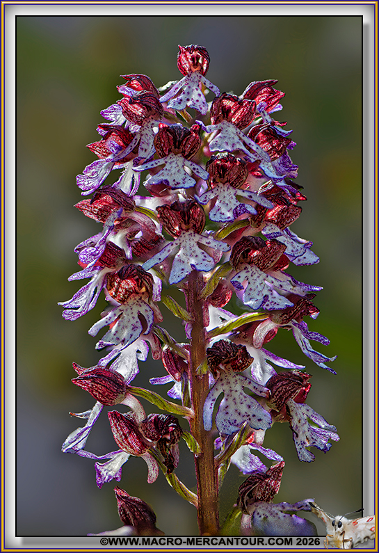 Orchis br&ucirc;l&eacute;